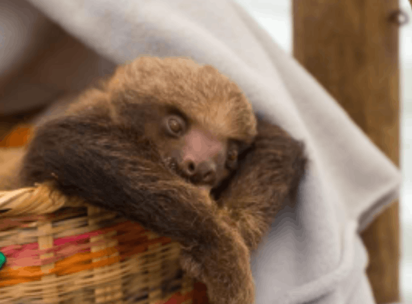 World Animal Protection Limited