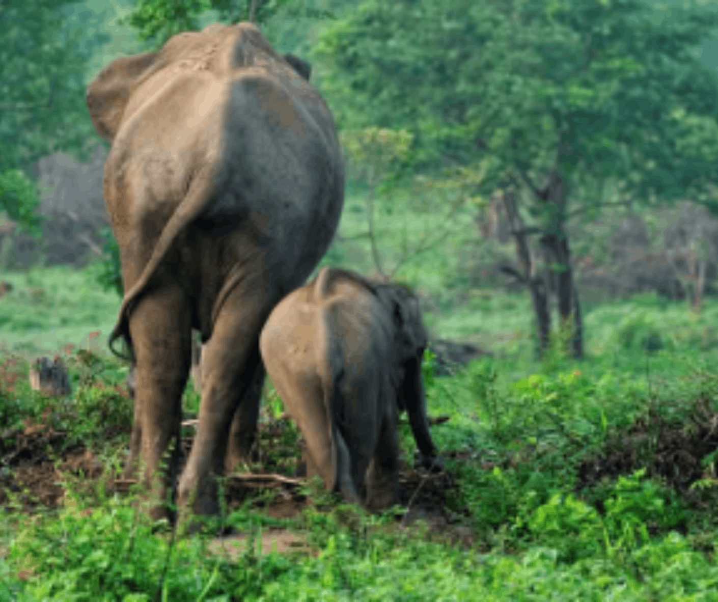 World Animal Protection Limited