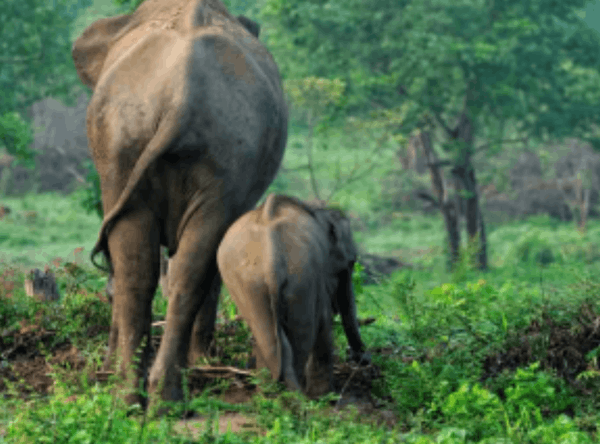 World Animal Protection Limited