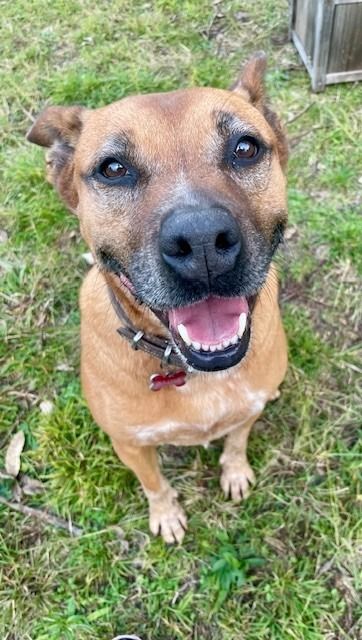 Rescue Hub Sydney Dog Rescue