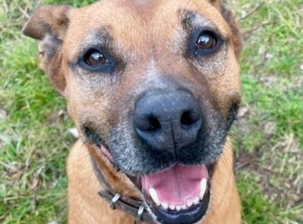 Rescue Hub Sydney Dog Rescue