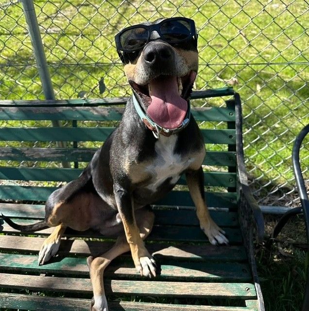 Rescue Hub Sydney Dog Rescue