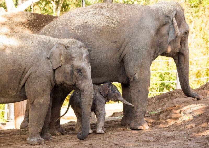 Taronga Conservation Society Australia