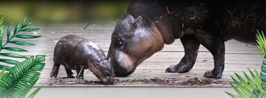 Taronga Conservation Society Australia