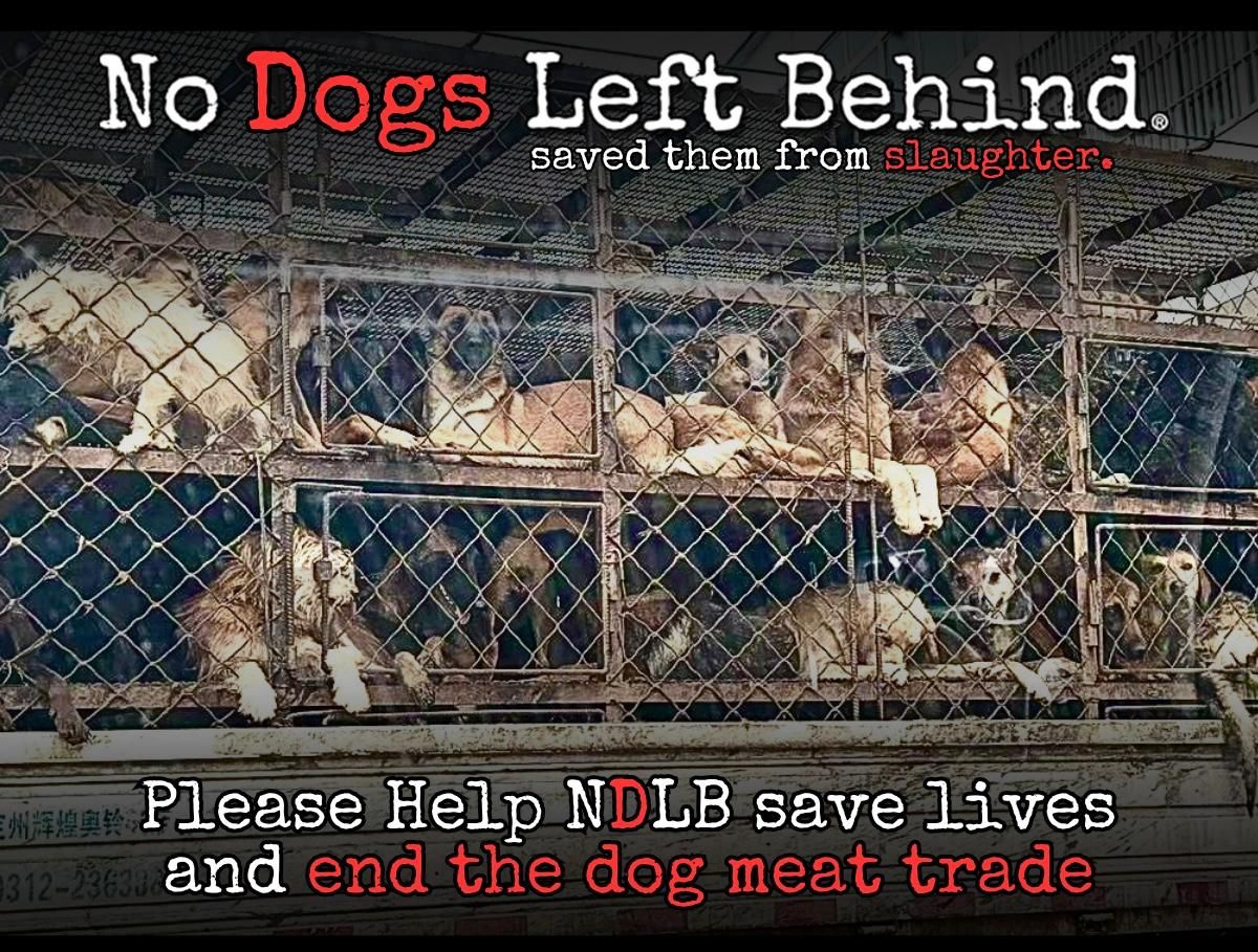 No Dogs Left Behind