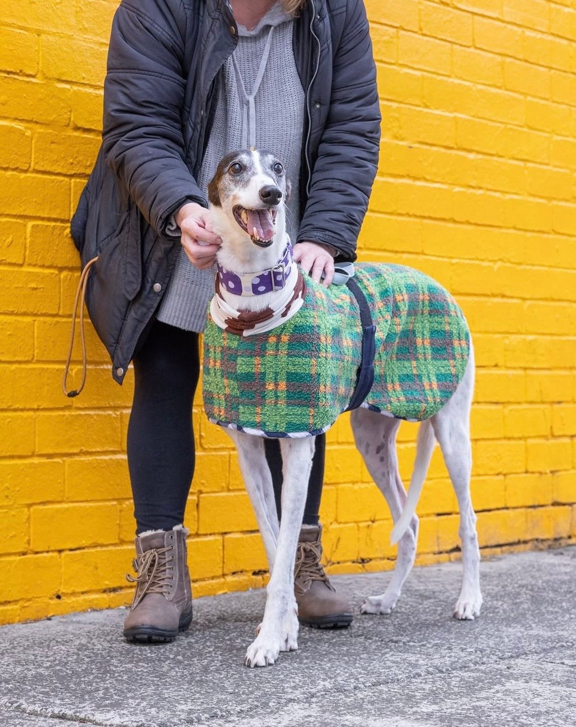 Greyt Greys Rescue Incorporated