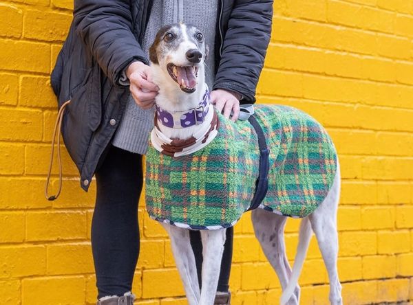 Greyt Greys Rescue Incorporated