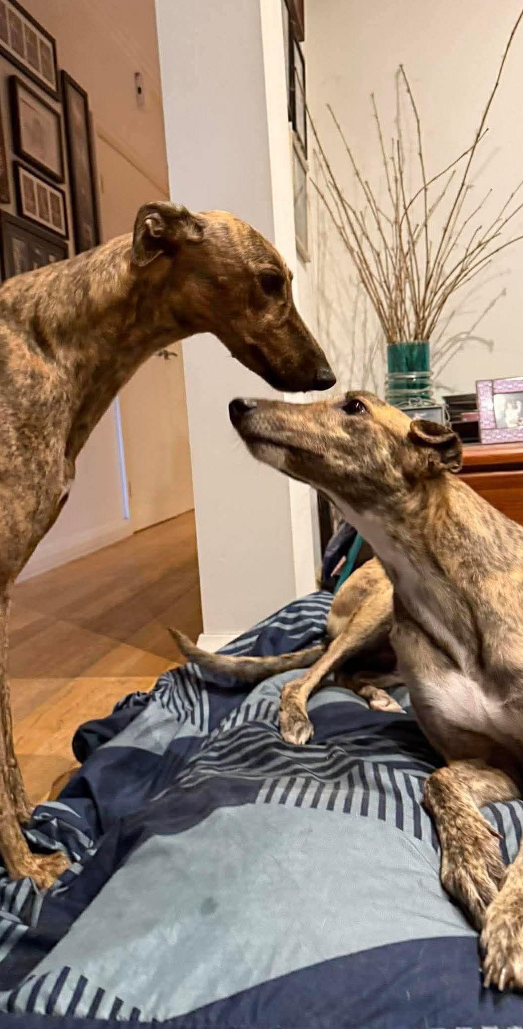 Greyt Greys Rescue Incorporated