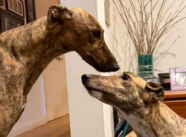 Greyt Greys Rescue Incorporated