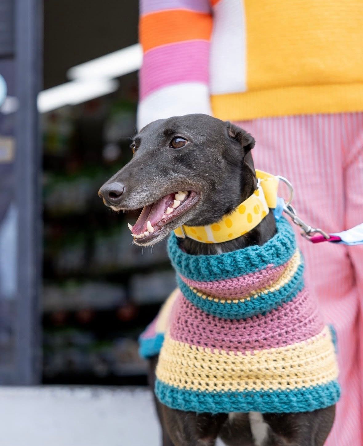Greyt Greys Rescue Incorporated