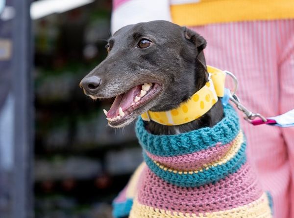 Greyt Greys Rescue Incorporated