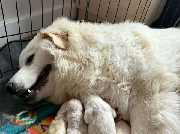 K9 Advocacy Manitoba
