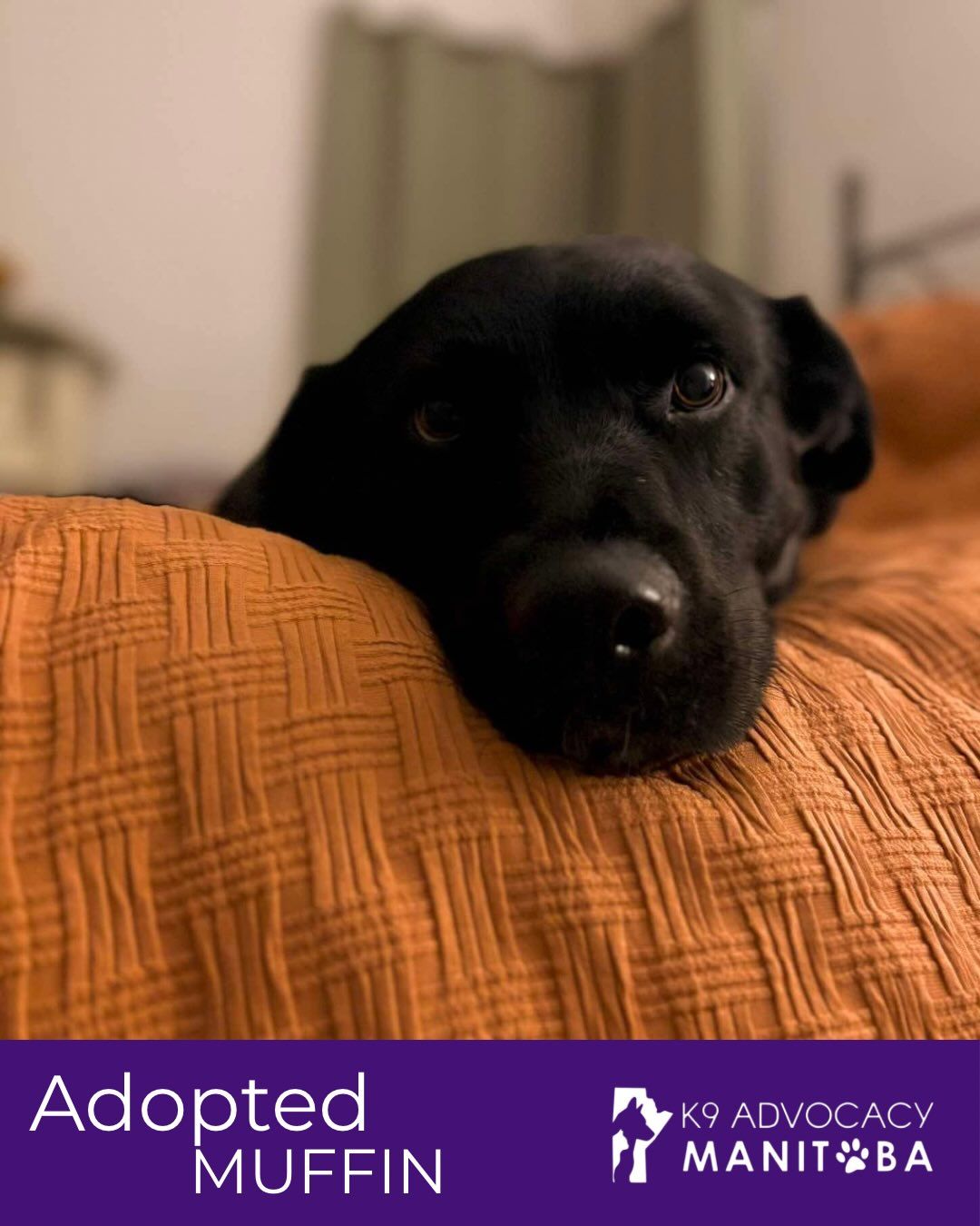 K9 Advocacy Manitoba