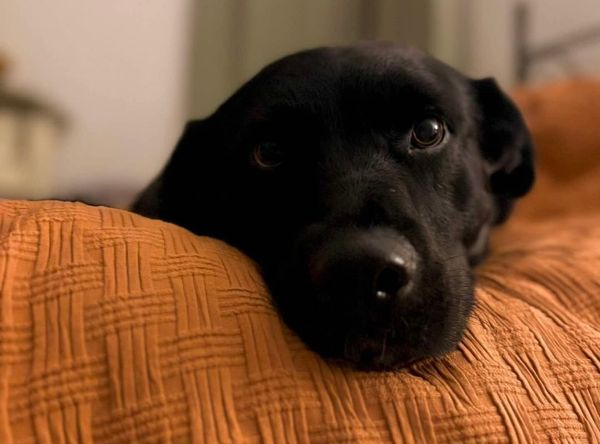 K9 Advocacy Manitoba