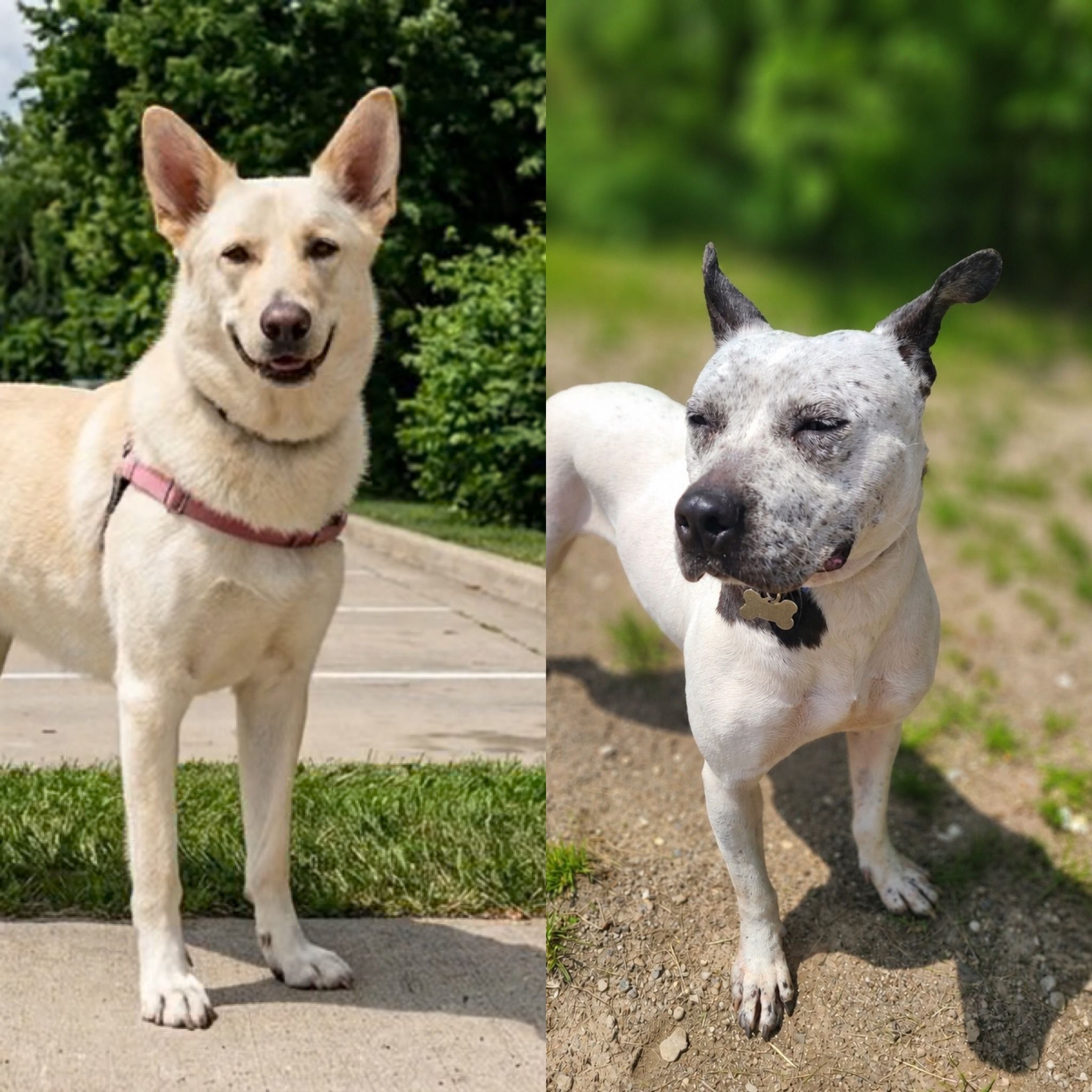 Home Fur-Ever Rescue