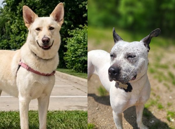 Home Fur-Ever Rescue