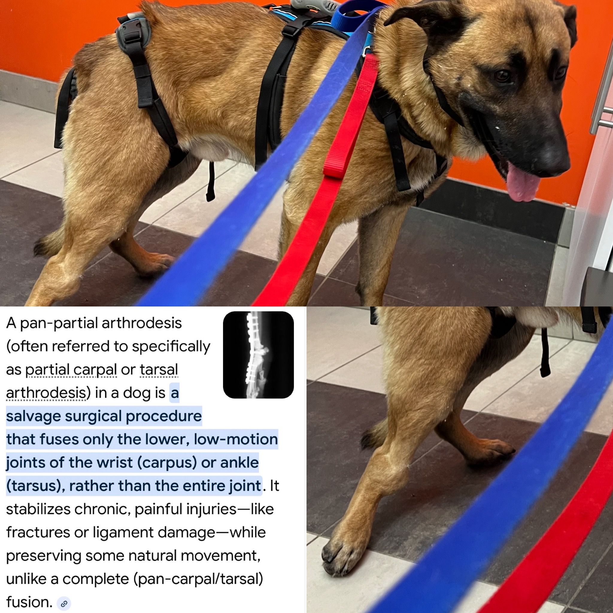 Home Fur-Ever Rescue
