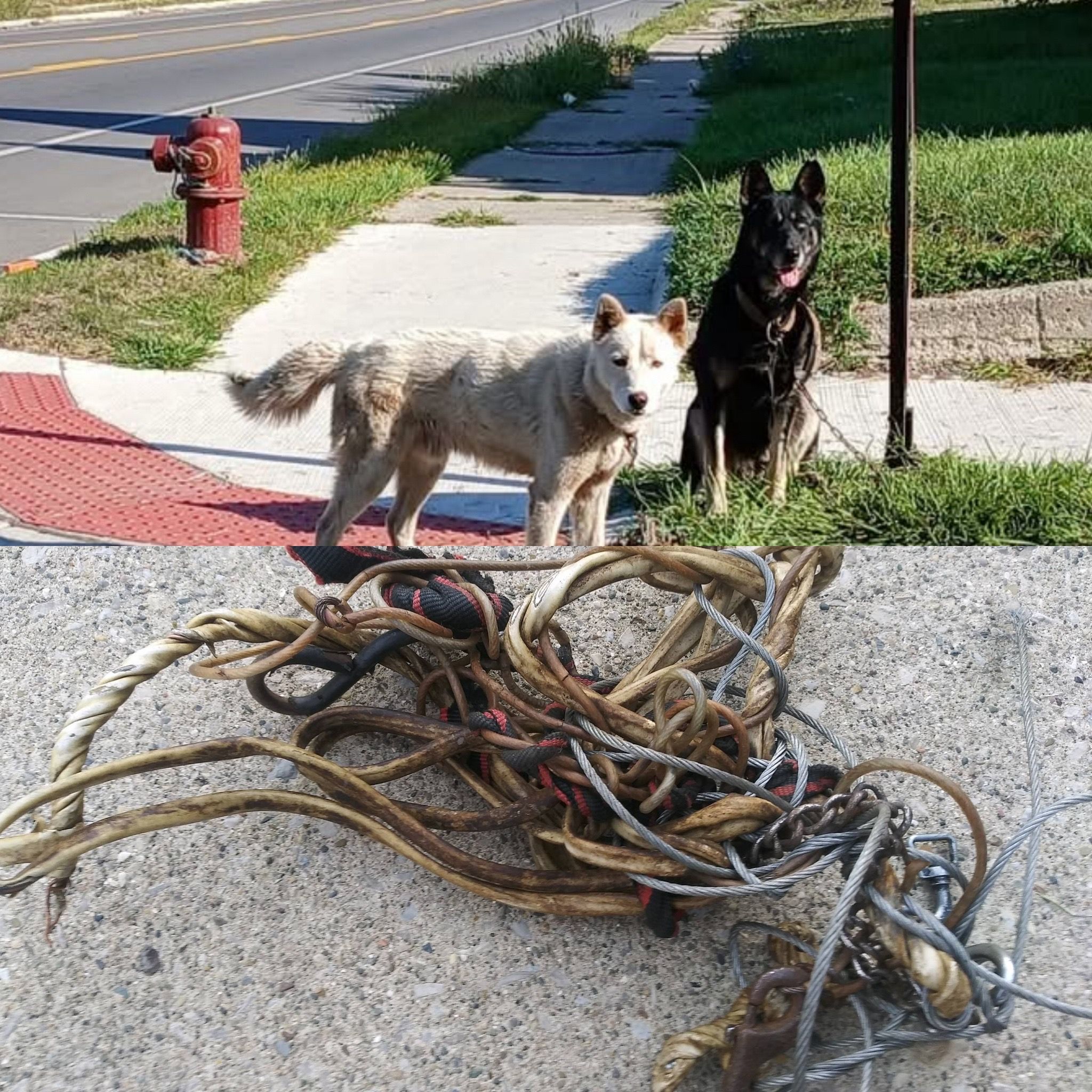 Home Fur-Ever Rescue