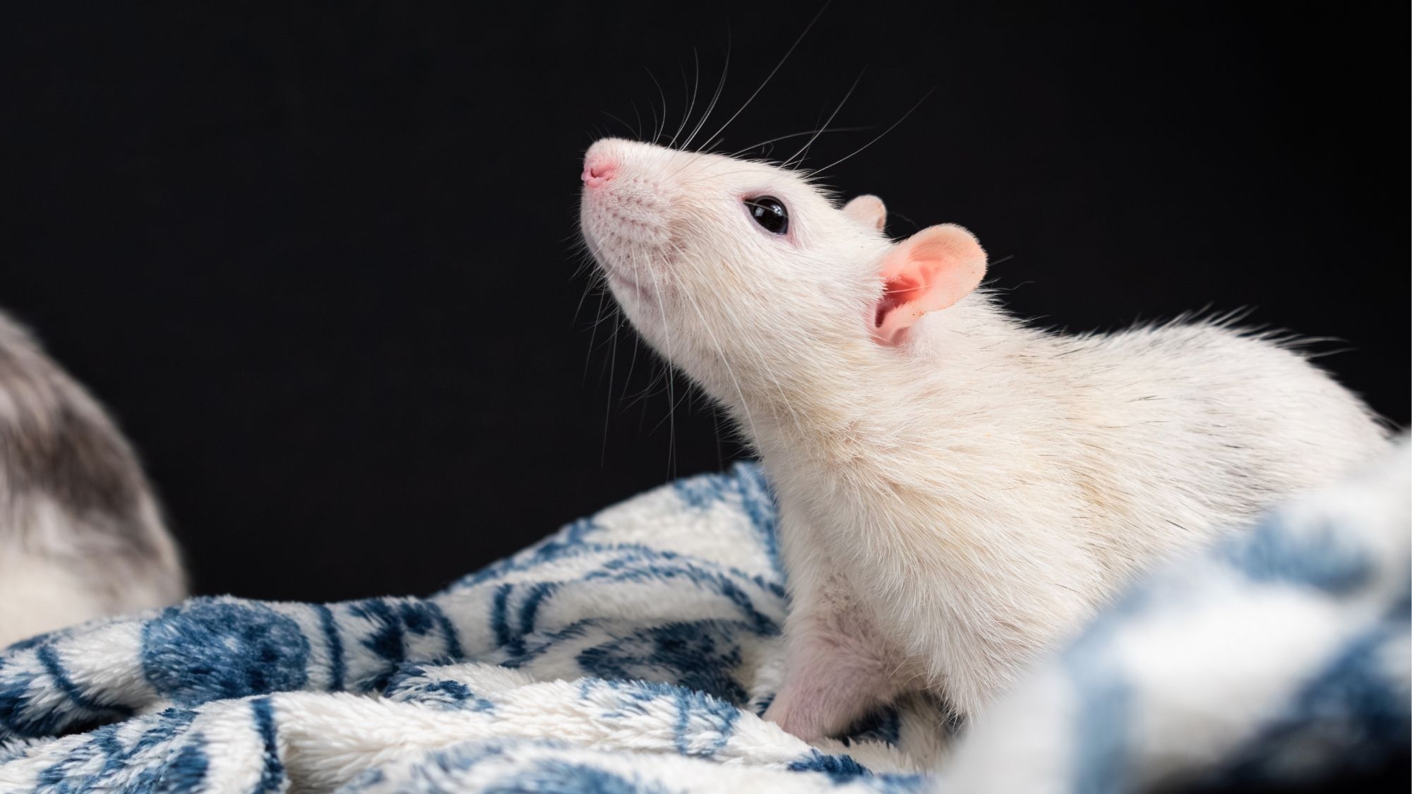 The New Zealand Anti-Vivisection Society