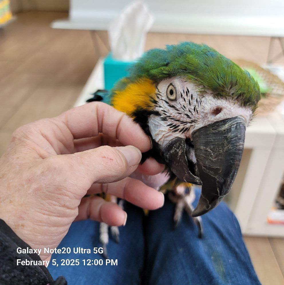 Majestic Wings Rescue