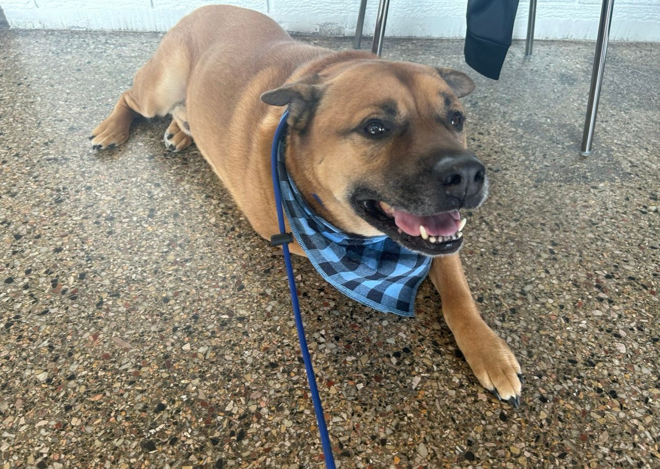 Northeast Arkansas Humane Society