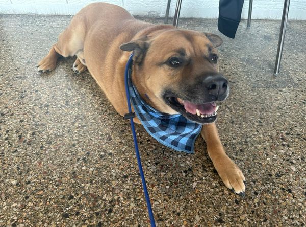 Northeast Arkansas Humane Society