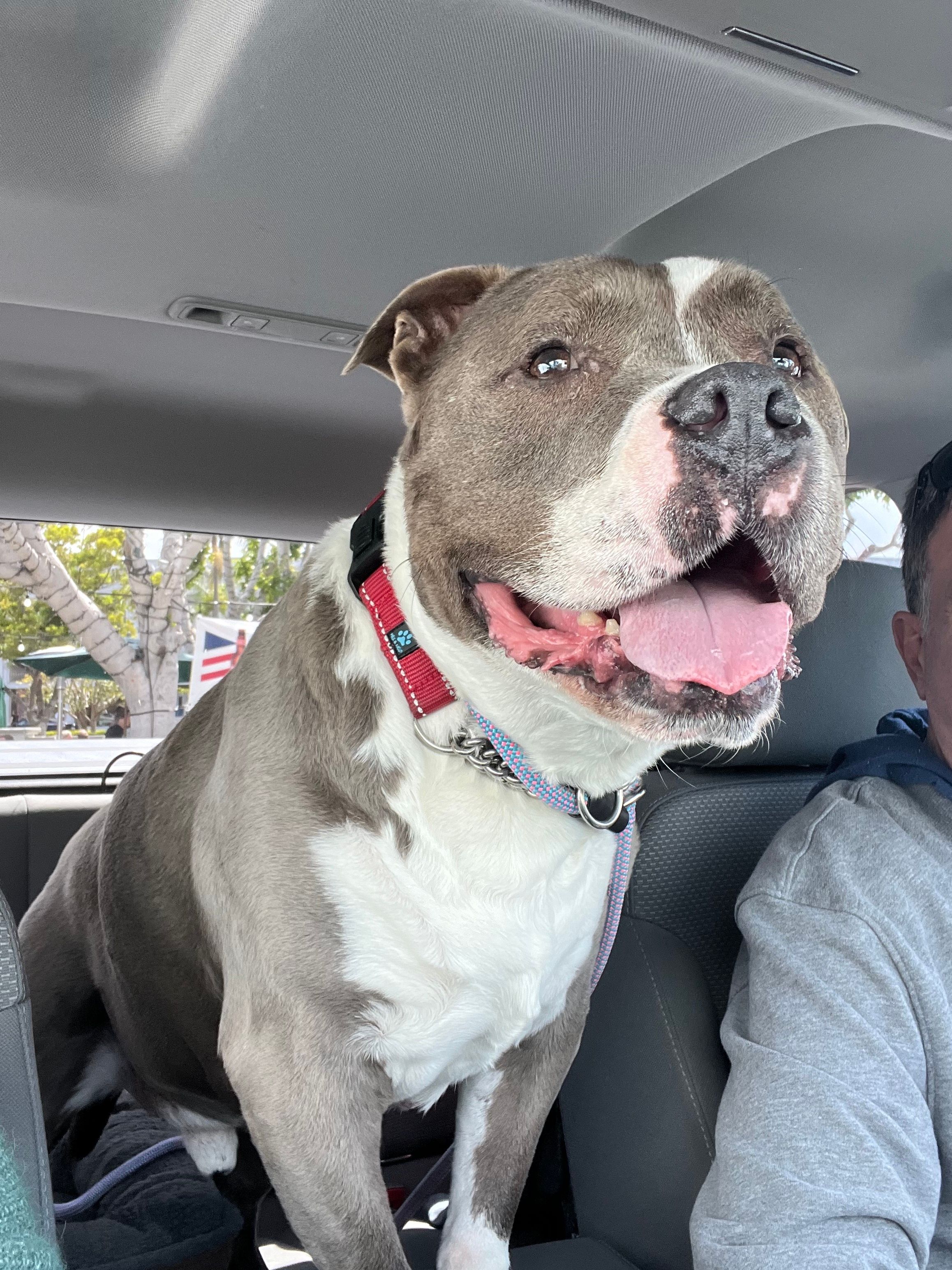 The Little Red Dog, Inc.