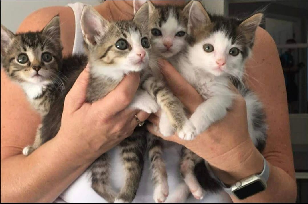 Cat Rescue Gold Coast Inc.