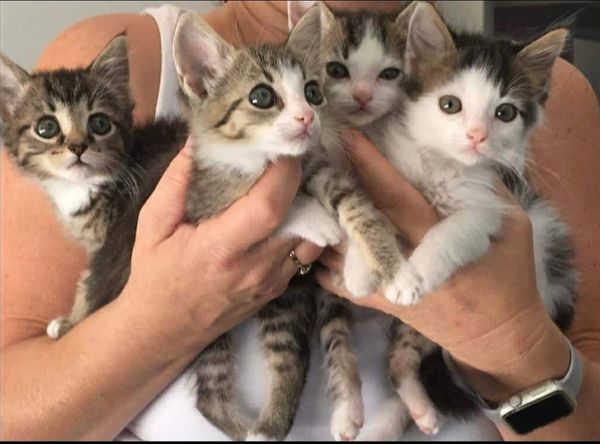 Cat Rescue Gold Coast Inc.