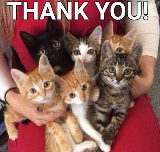 Cat Rescue Gold Coast Inc.