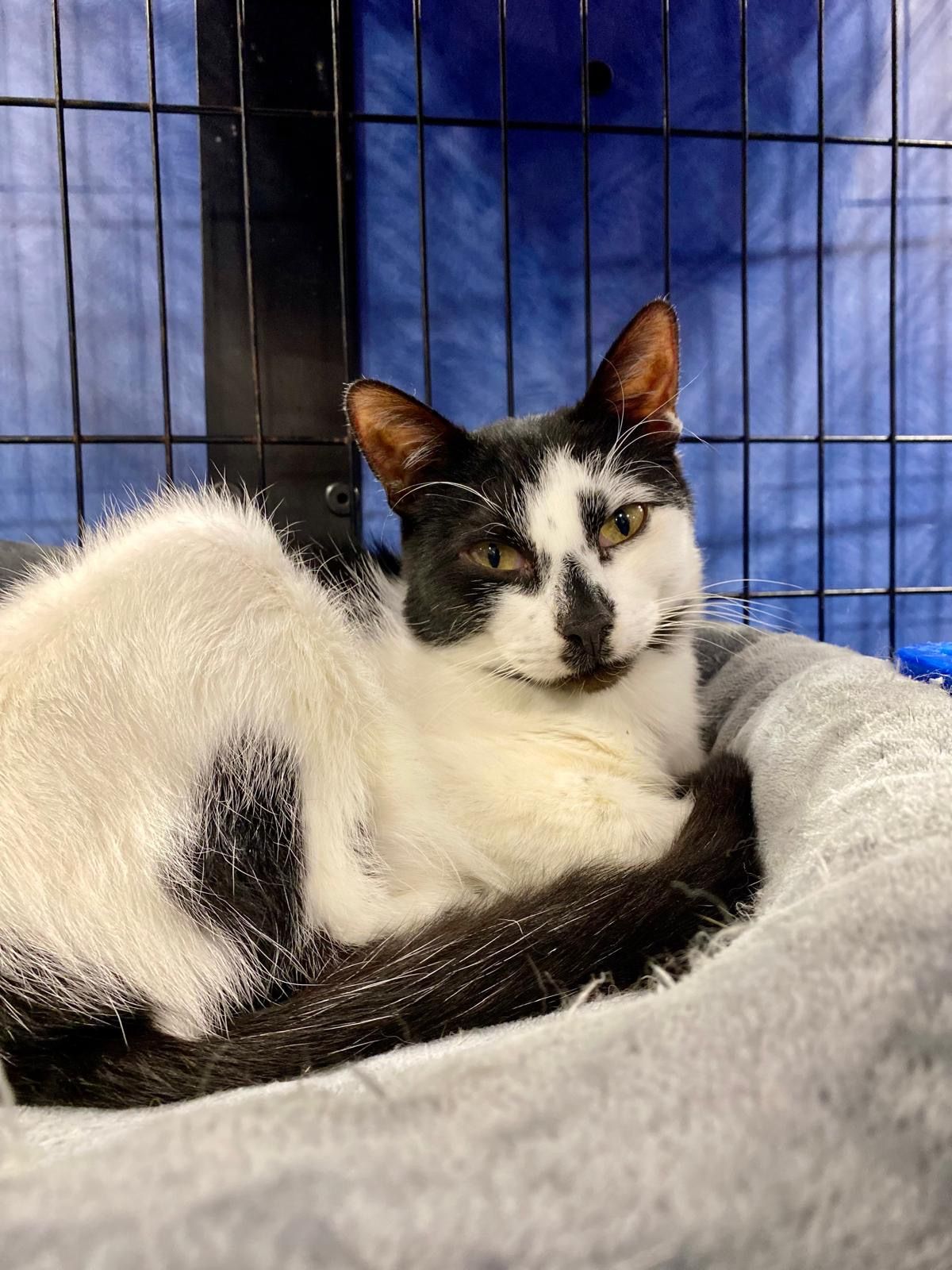 Embrace A Discarded Animal Society