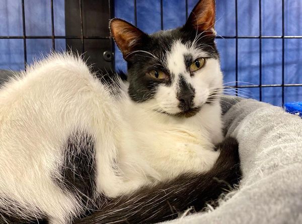 Embrace A Discarded Animal Society