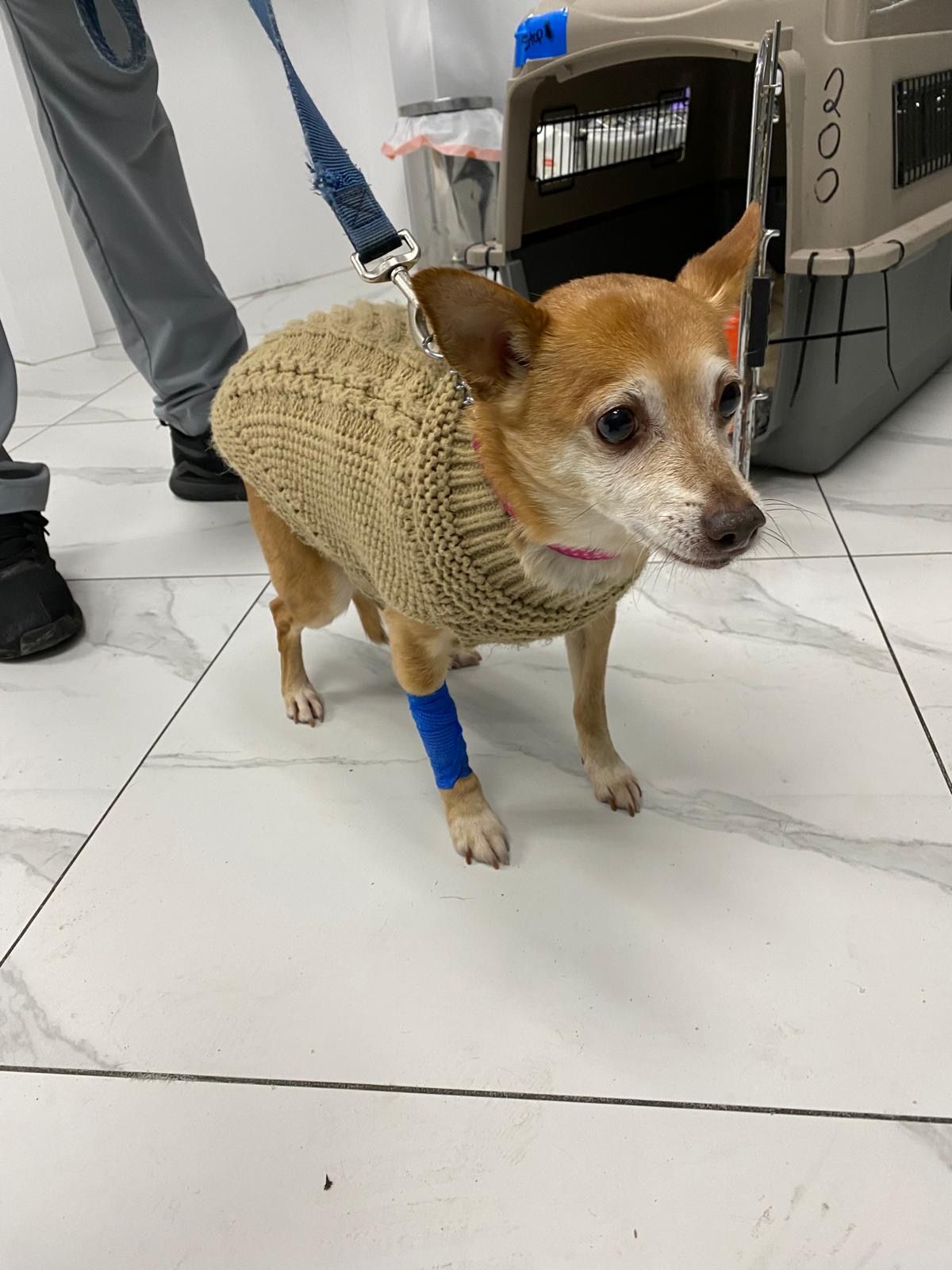 Embrace A Discarded Animal Society