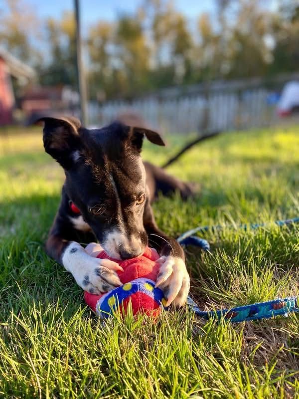 Embrace A Discarded Animal Society