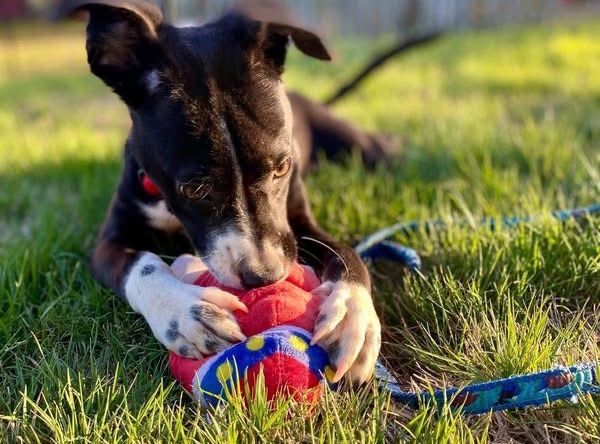 Embrace A Discarded Animal Society