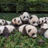 Save the Pandas