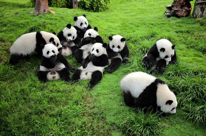 Save the Pandas