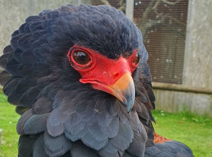 Feature The Raptor Foundation to share in £1,500,000