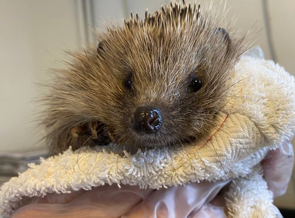 Shepreth Wildlife Conservation Charity