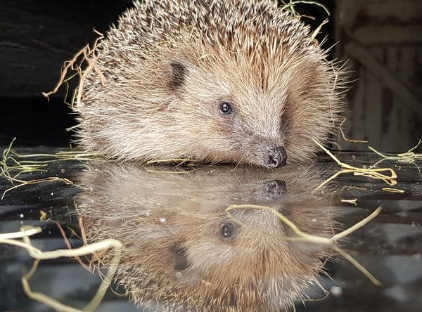 Shepreth Wildlife Conservation Charity