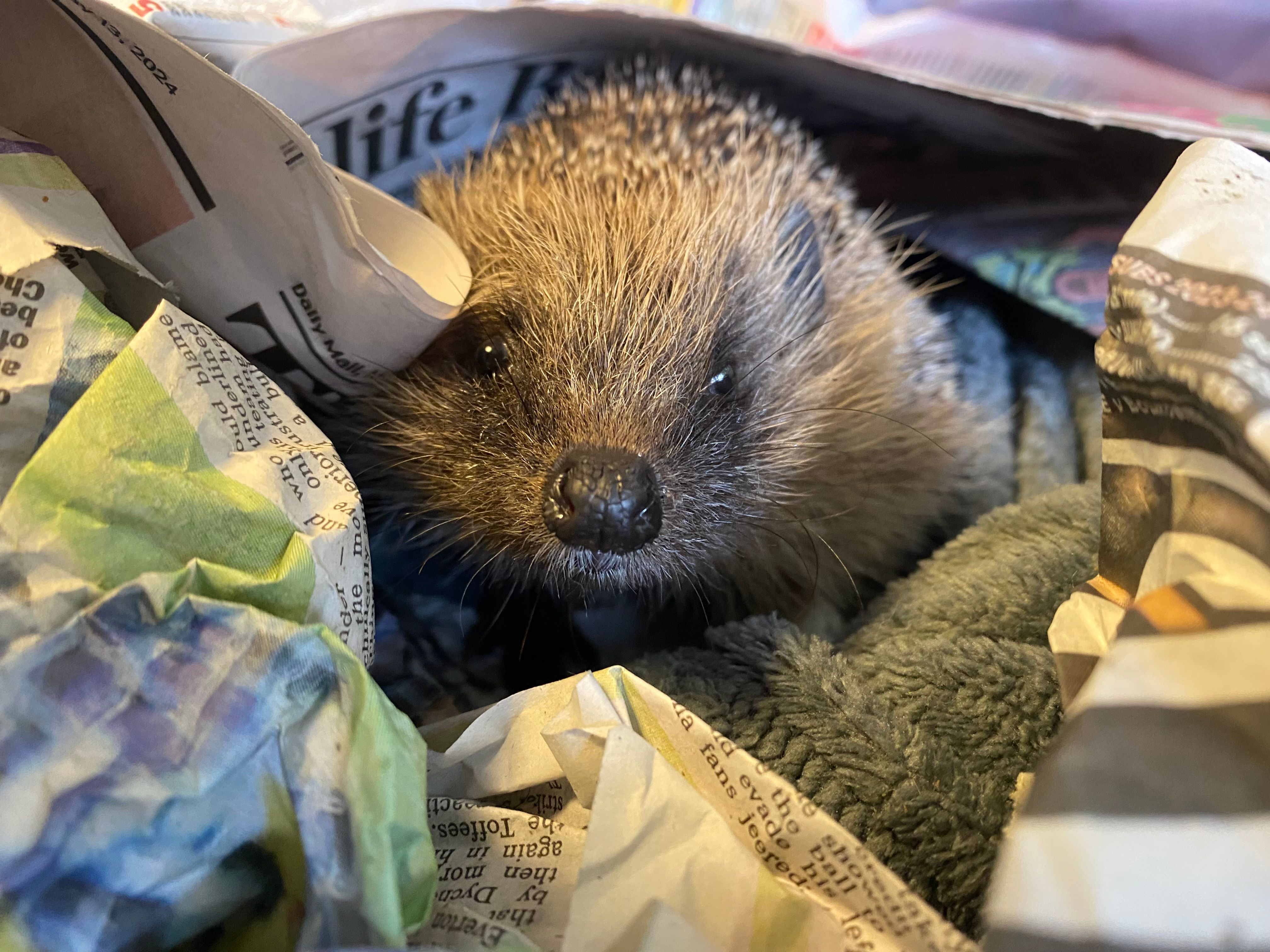 Shepreth Wildlife Conservation Charity