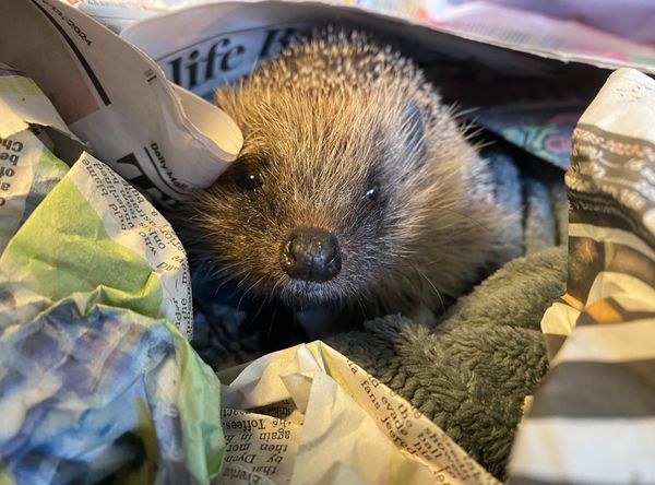 Shepreth Wildlife Conservation Charity