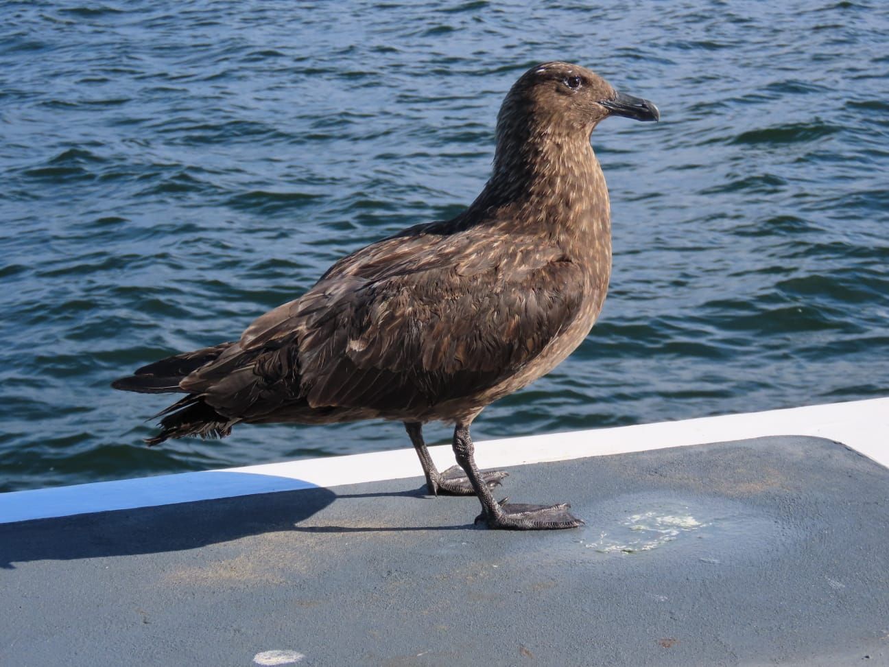 Mousehole Wild Bird Hospital