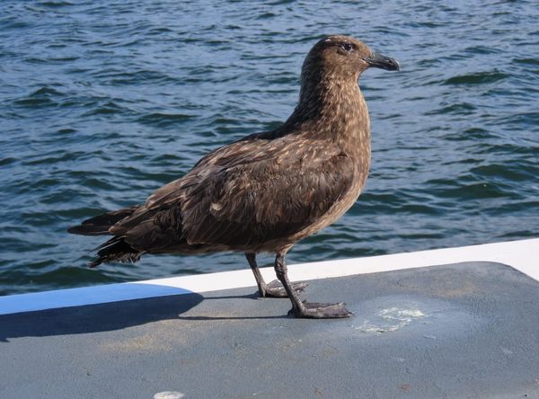 Mousehole Wild Bird Hospital