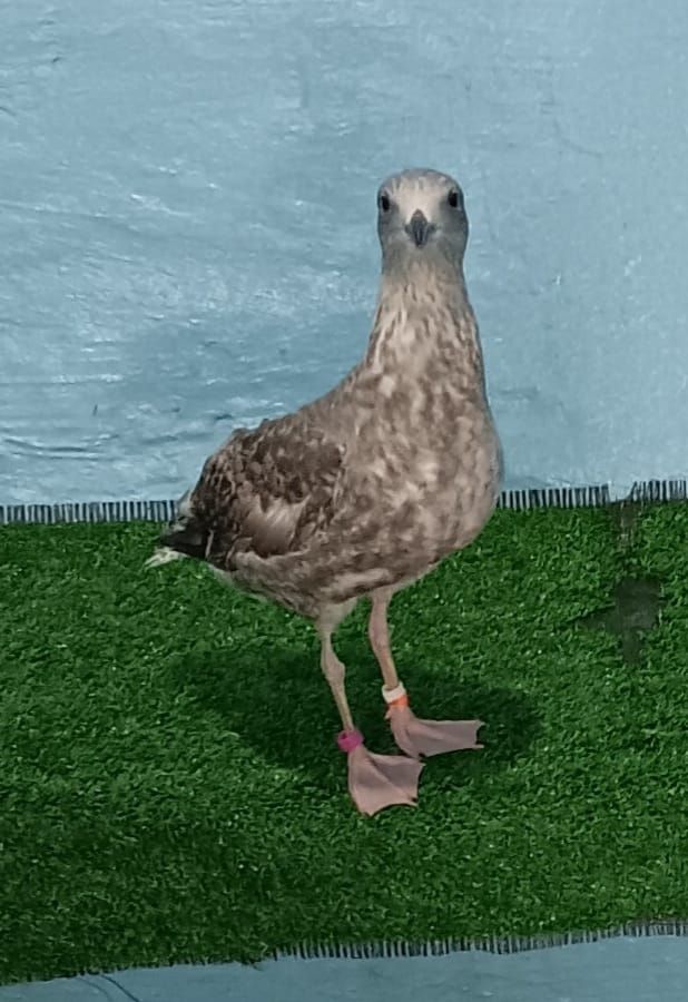 Mousehole Wild Bird Hospital