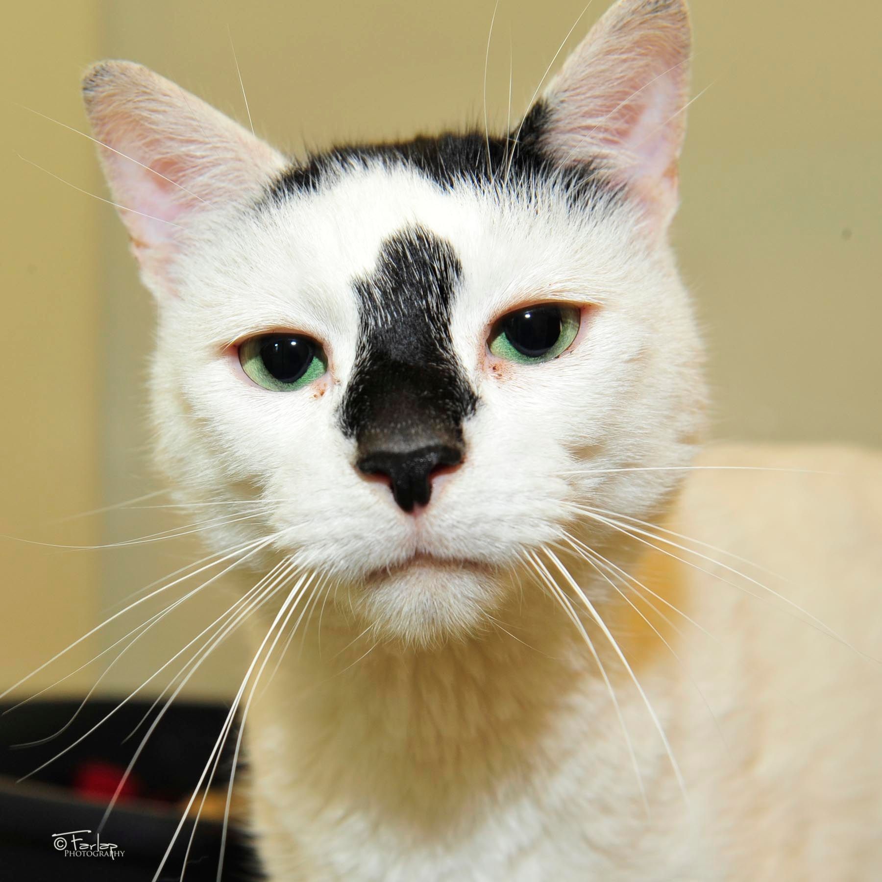 Gables Dogs and Cats Home