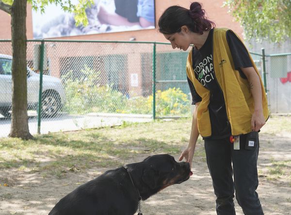Toronto Humane Society