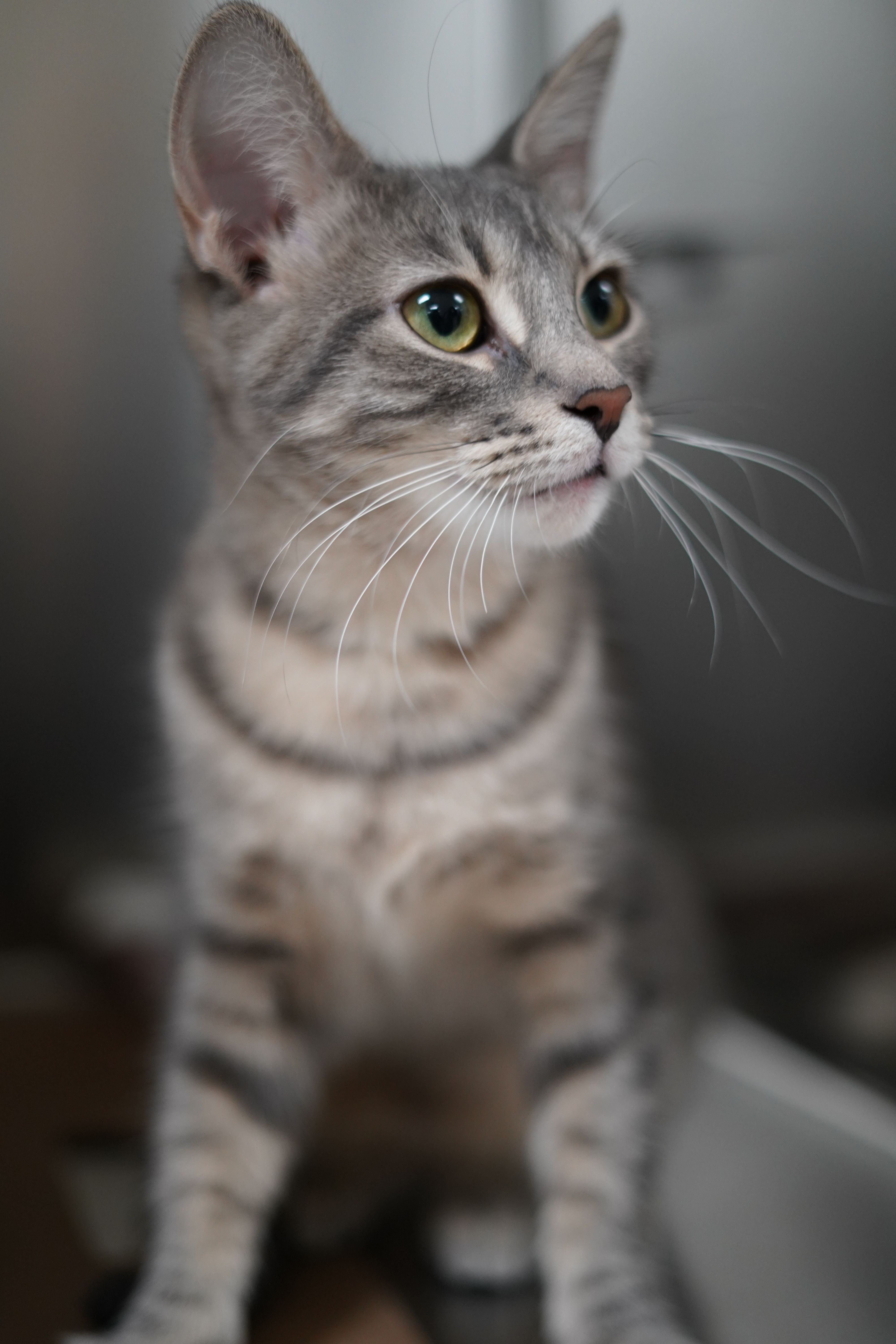 Toronto Humane Society