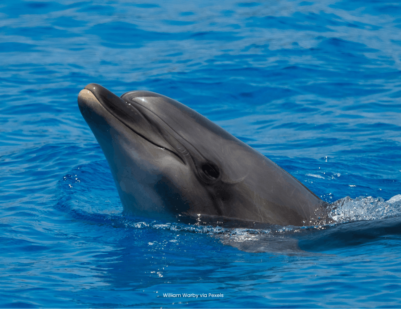 Action for Dolphins