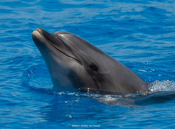Action for Dolphins